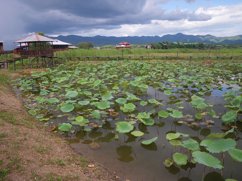 Lotus