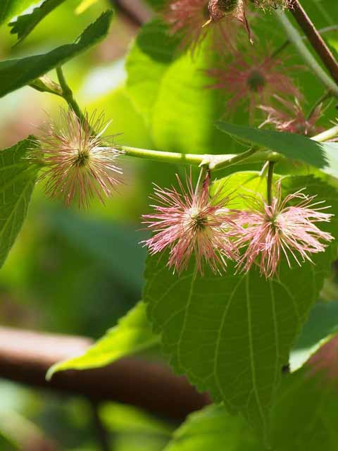 Paper Mulberry